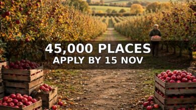 Apple orchard at harvest with crates of apples — UK seasonal worker visa jobs 2026.